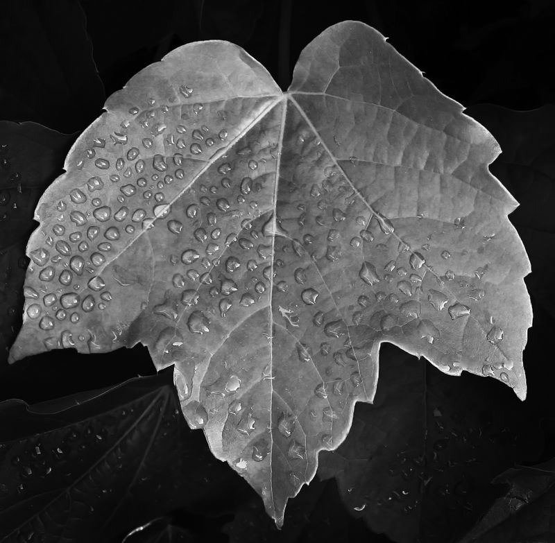 una foglia, semplicemente