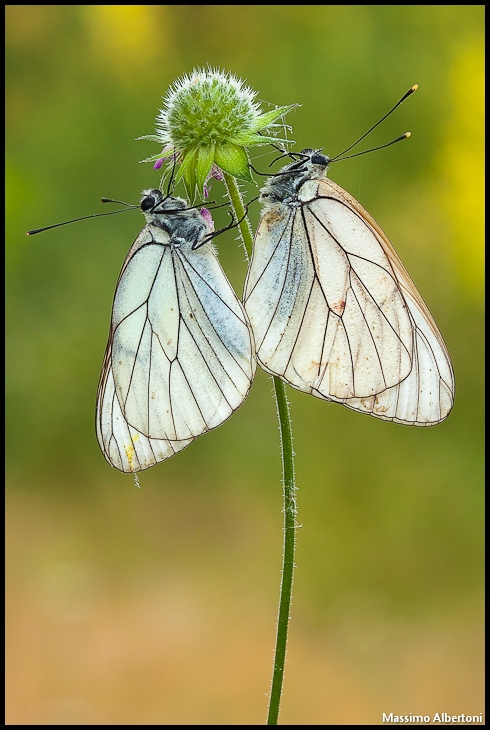 Coppia di Aporia crataegi