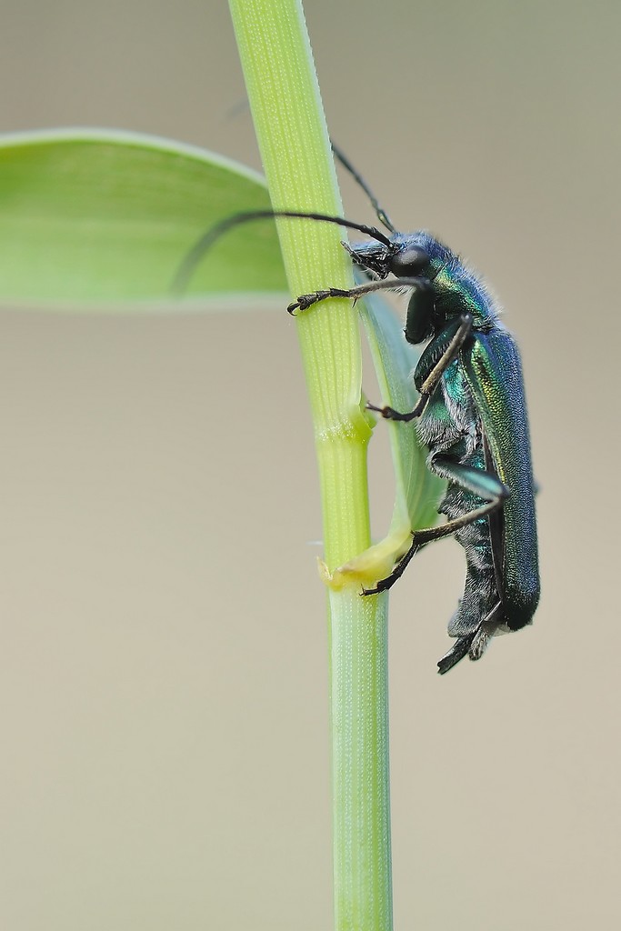 Oedemera Nobilis