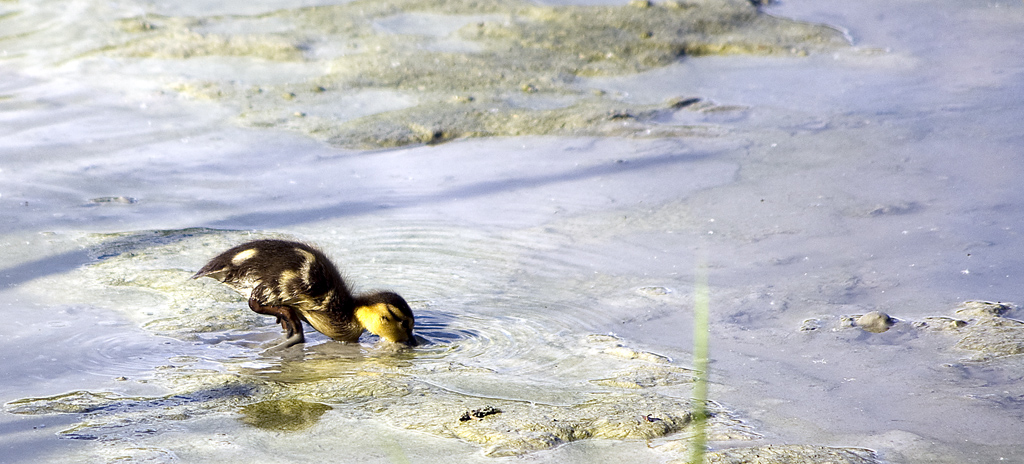 Cucciolo di Germano Reale