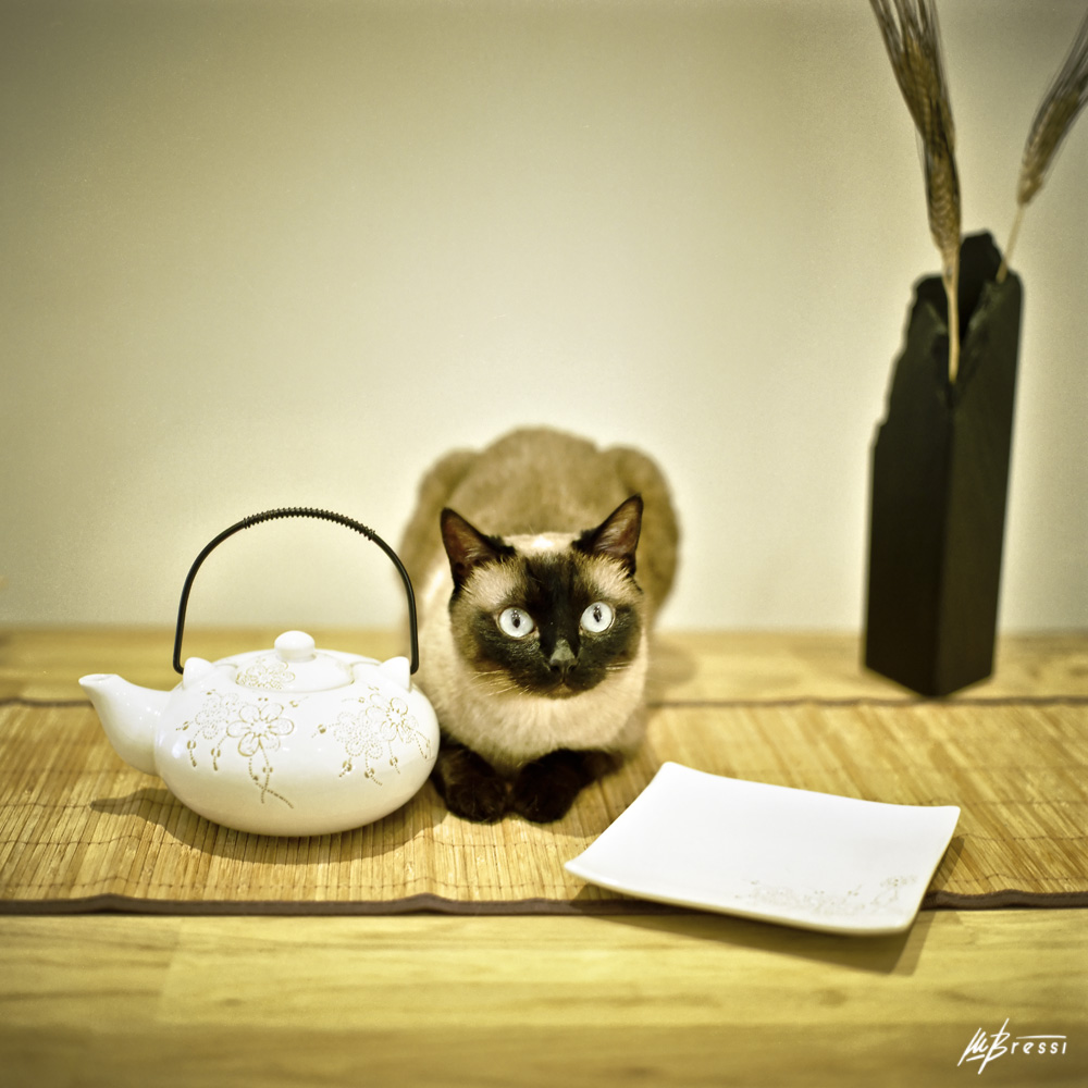 Siamese Cat on Table
