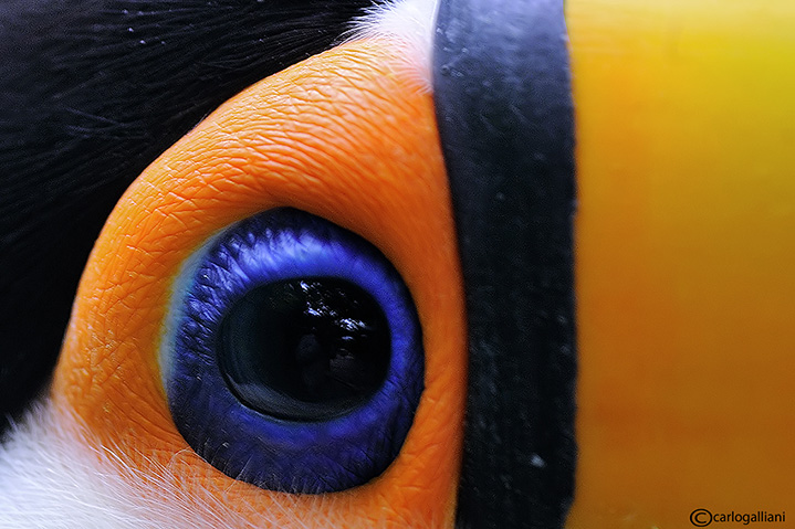 L'occhio del tucano