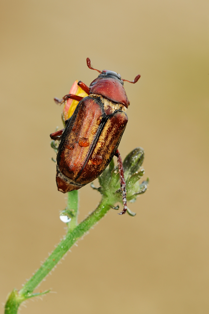 Melolonthidae (Maggiolino)