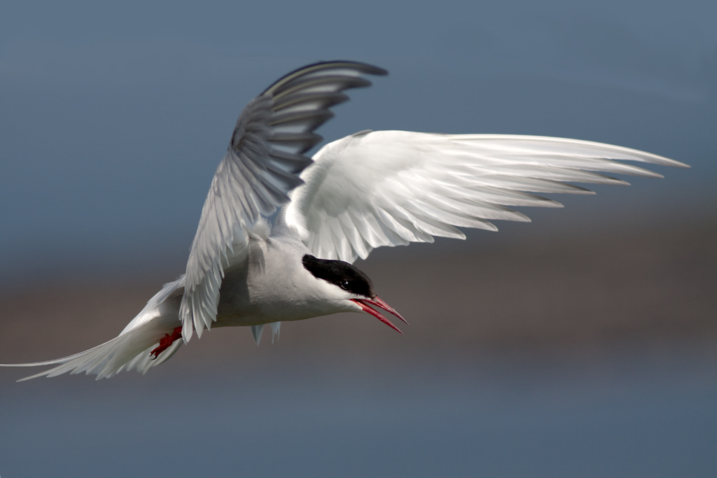 Artic tern flying