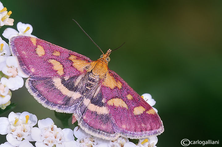 Pyrausta purpuralis
