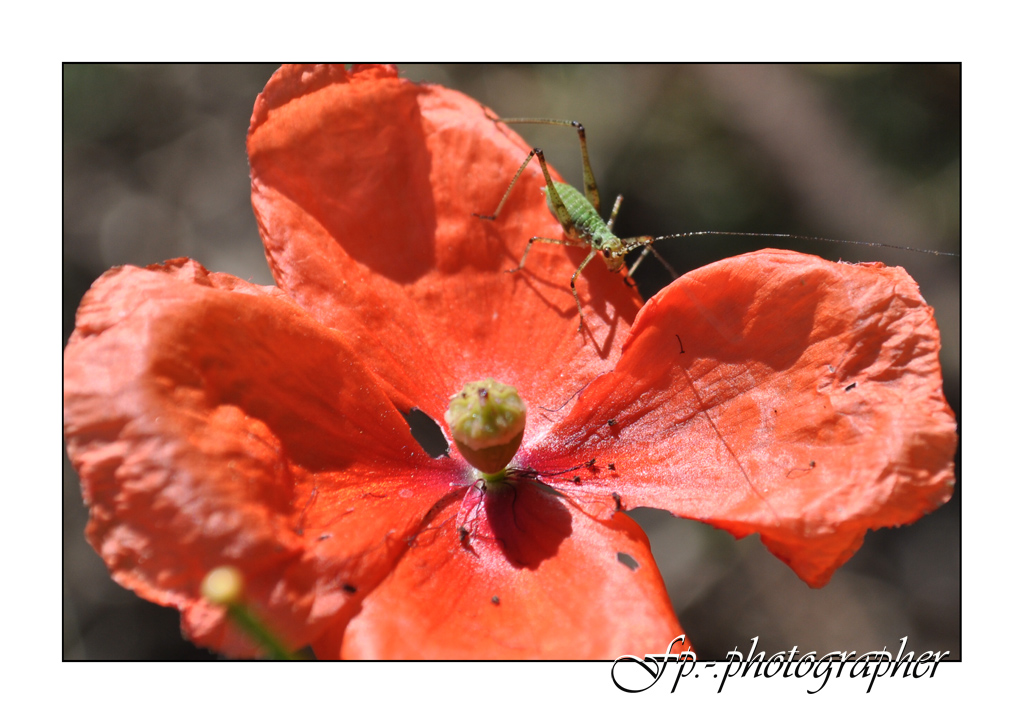 Un papavero e un grillo (forse)