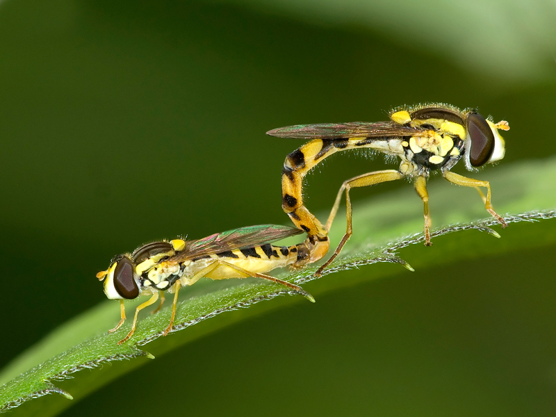 sirfidi....contrapposti...