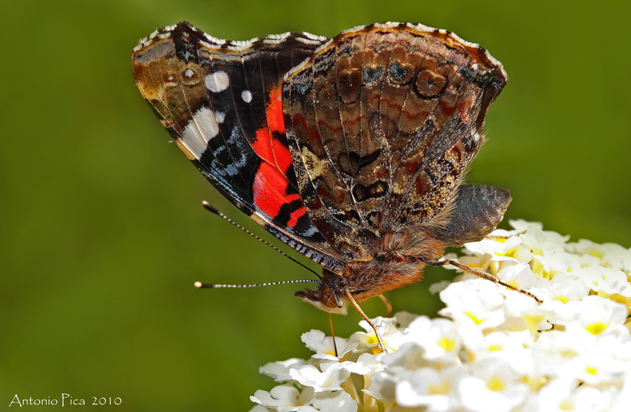 incontri ravvicinati 1