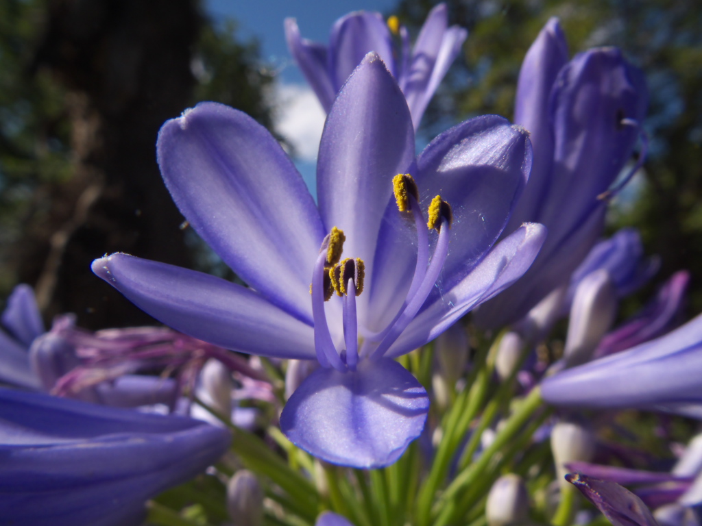 Agapanthus