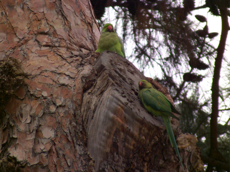 Parrocchetti dal collare