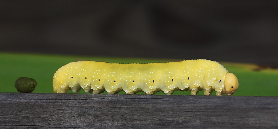 larva di Tenthredinida