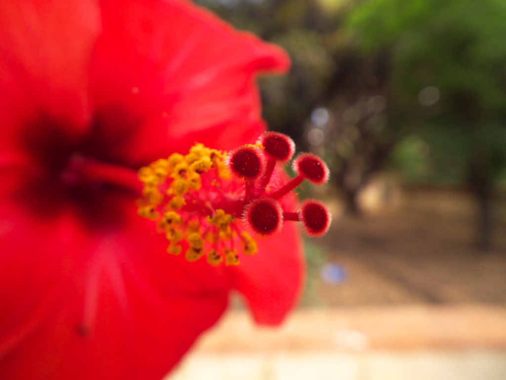 Hibiscus