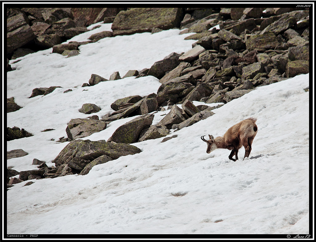 Camoscio PNGP # 2