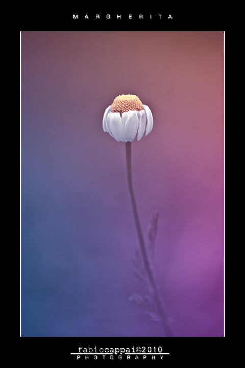 :: MARGHERITA... [01-01]