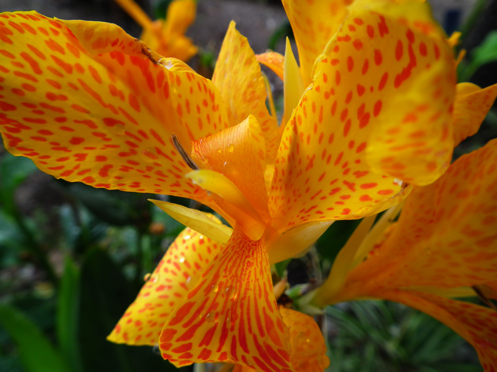 Canna sp.