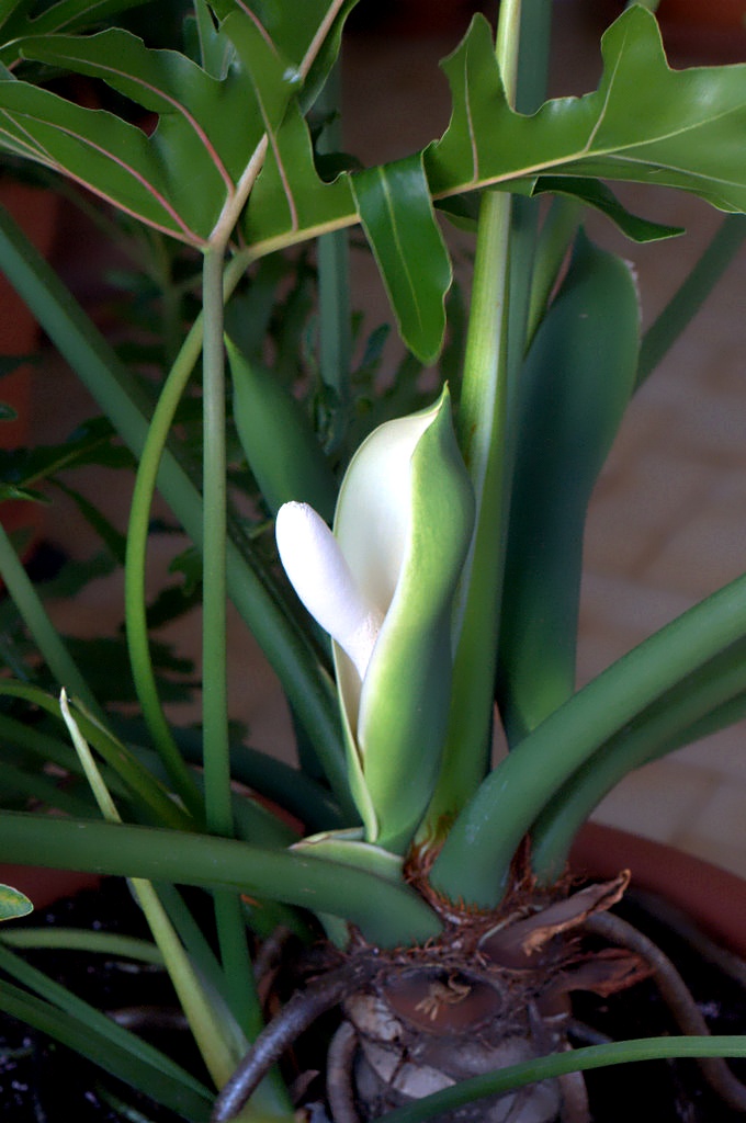 la strana infiorescenza