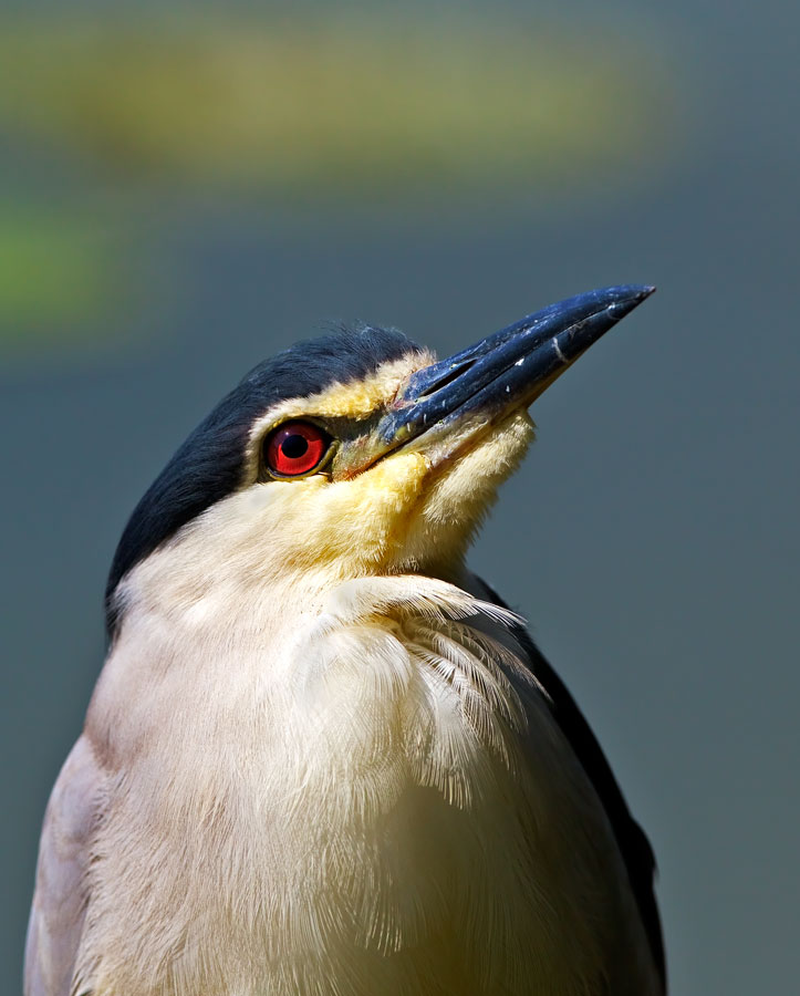 Nitticora (Nycticorax nycticorax)