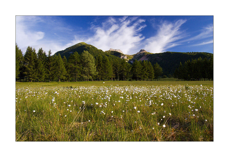 Eriofori e le Tre Cime