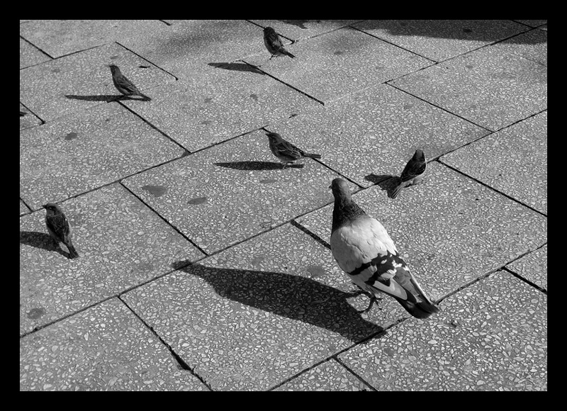 La legge del pi� forte