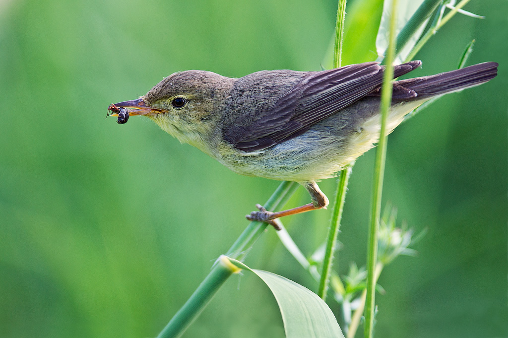 Acrocephalus palustris