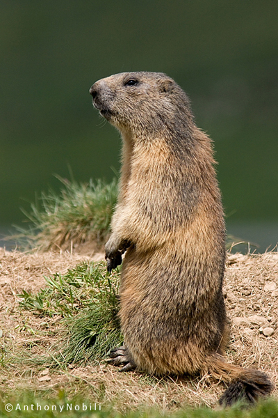 marmotta