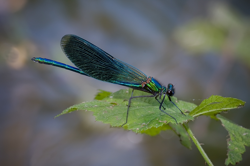 occhioni...............