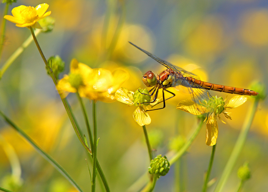 Libellula ambientata