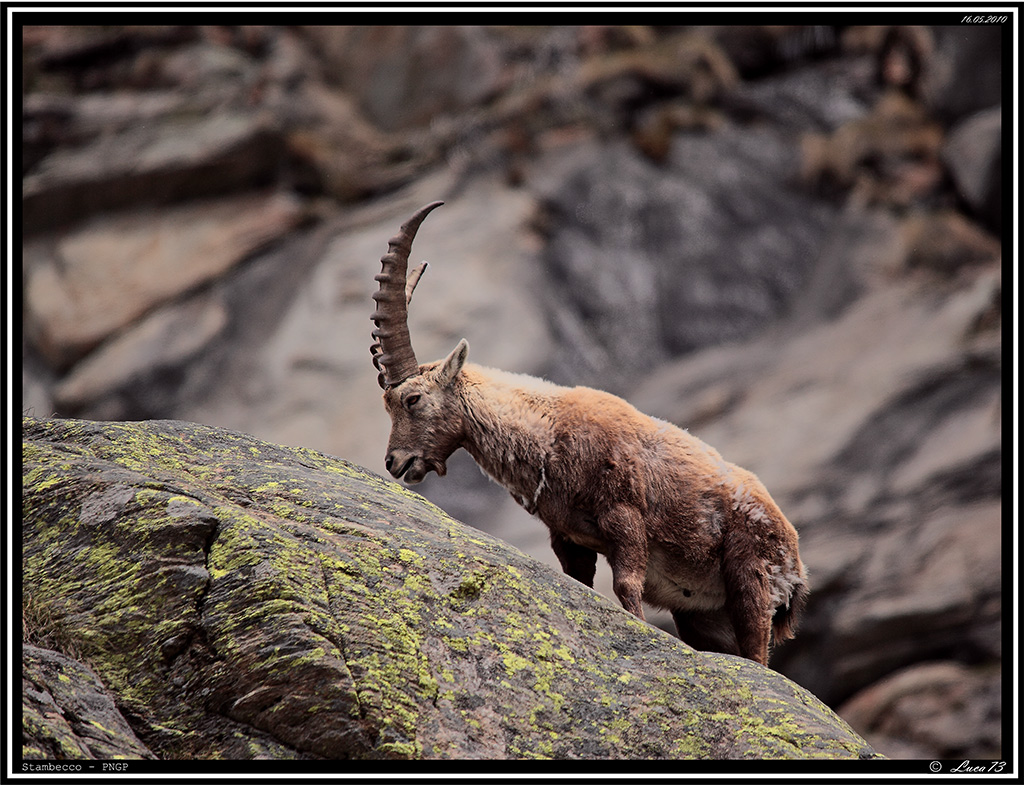 Stambecco PNGP # 13