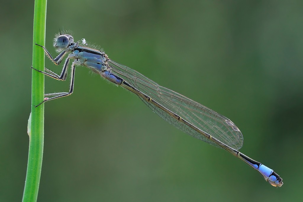 Ischnura Elegans