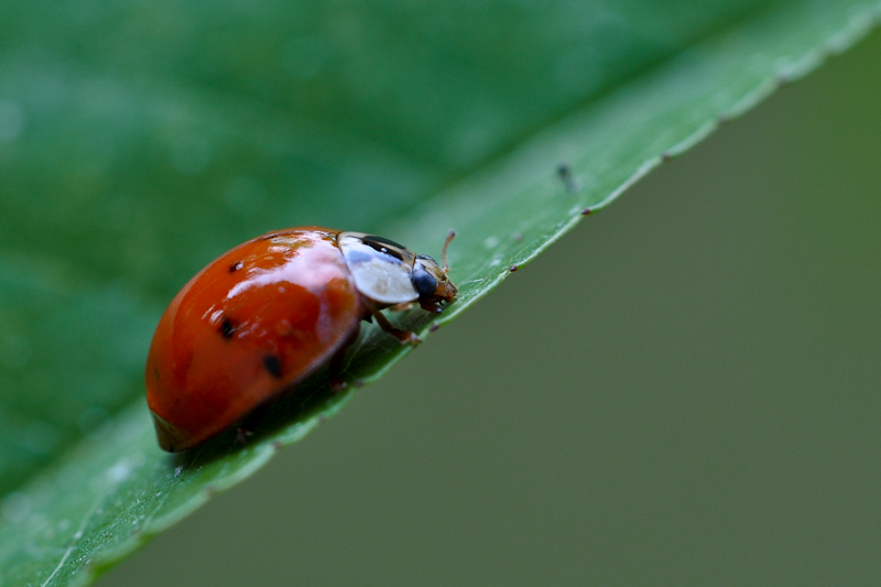 Coccinella