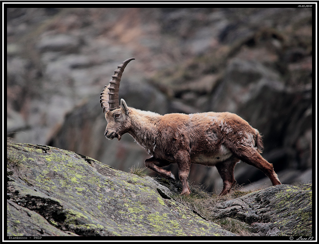 Stambecco PNGP # 14
