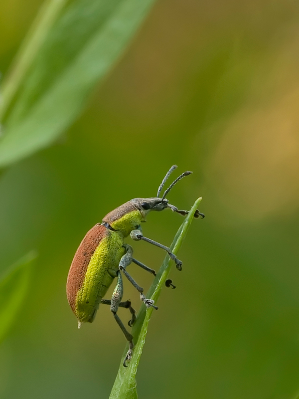 cromie....delicate...