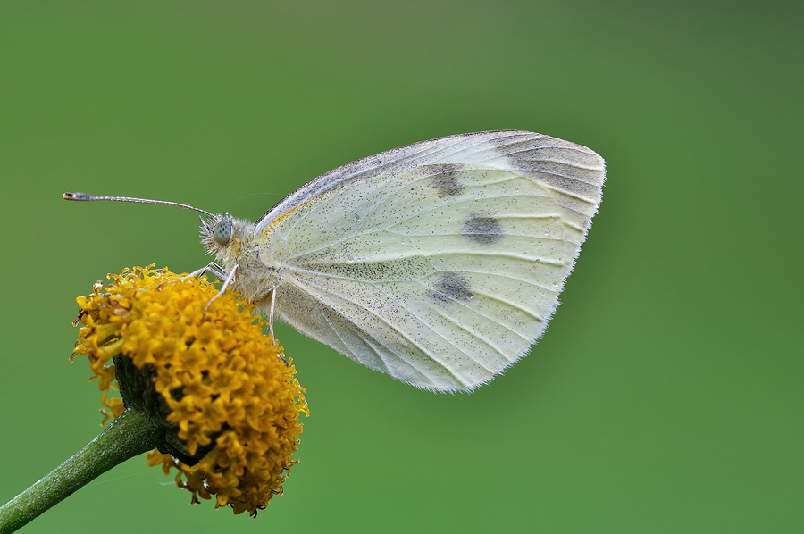 Pieris brassicae.(cavolaie)