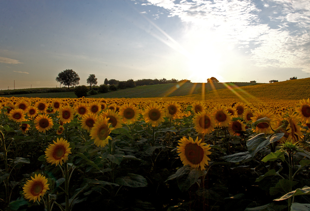 Girasoli a Chiarino