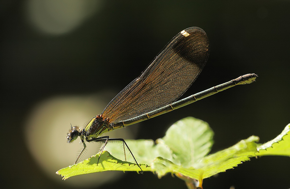 ...Sotto I Riflettori...!!!