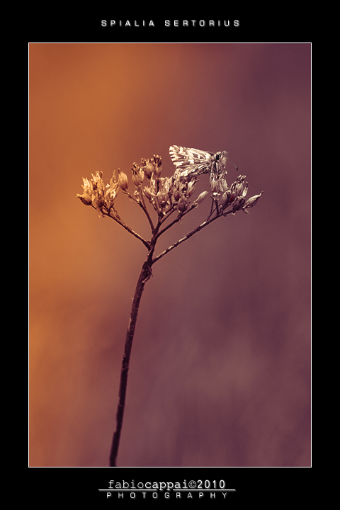 :: SPIALIA SERTORIUS...