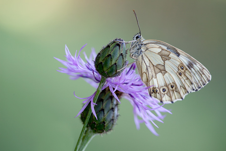 Melanargia galathea
