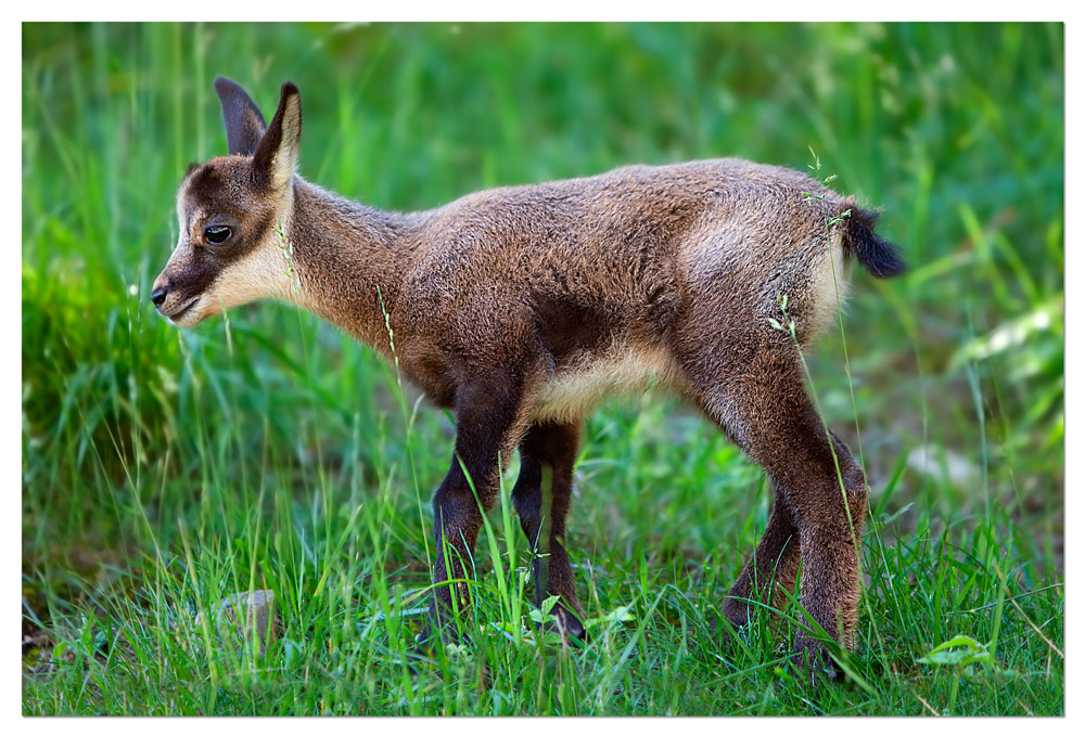 Cucciolo di camoscio