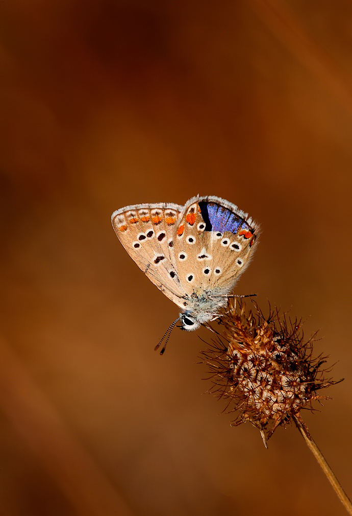 ...Sul Viale Del Tramonto...!!!