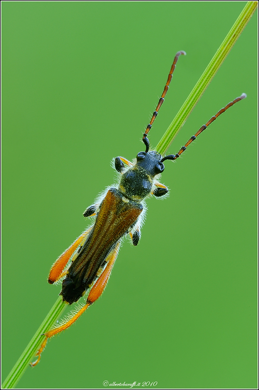 Cerambycidae Stenopterus ater