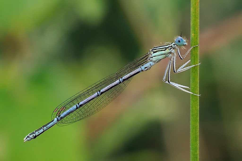 Platycnemis Pennipes
