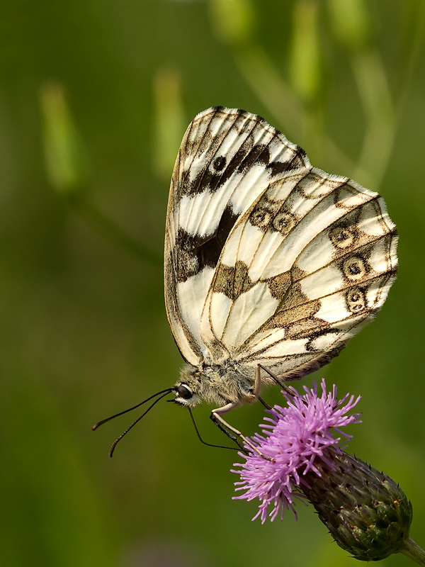 Melanargia galathea