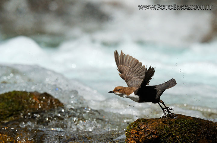Merlo acquaiolo nelle Fresche e vorticose acque del torrente...