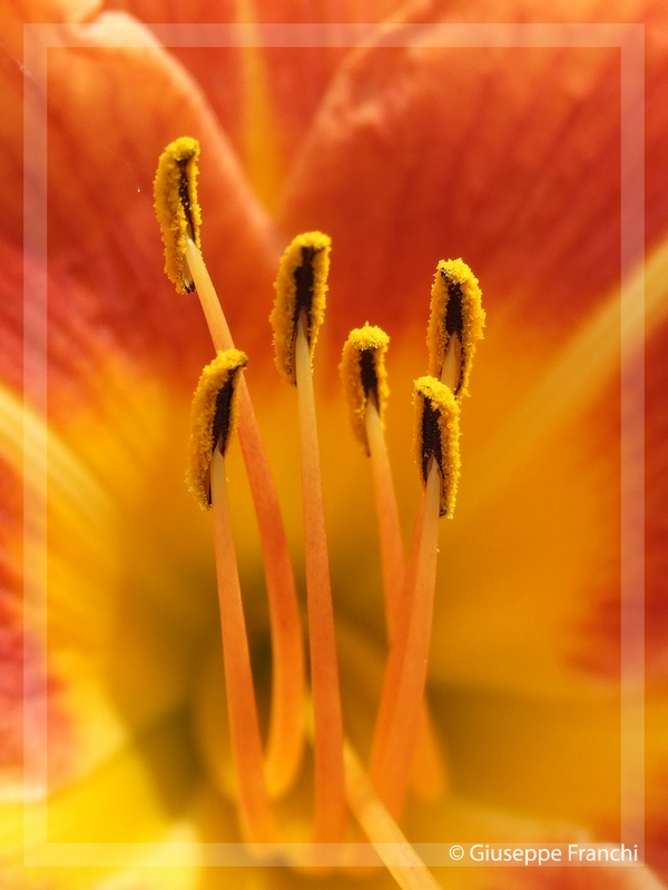 Giglio di San Giovanni