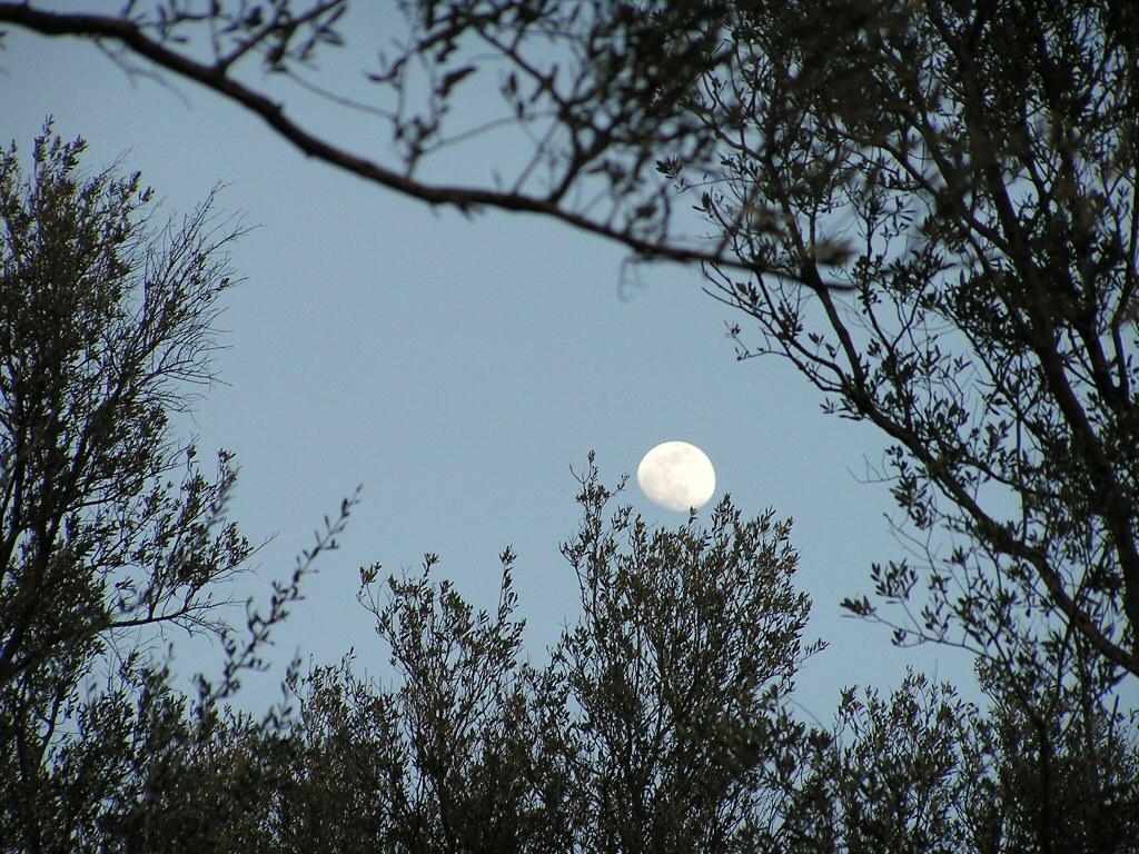 Luna tra gli ulivi