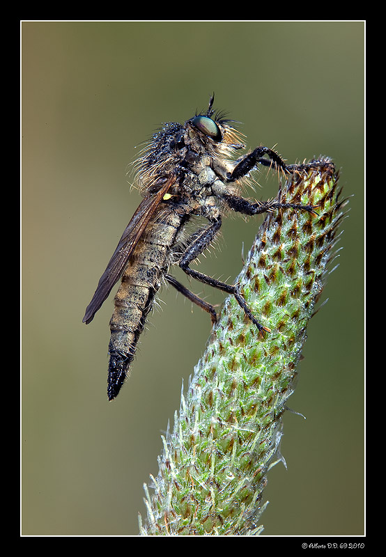 ...Asilidae Latreille...