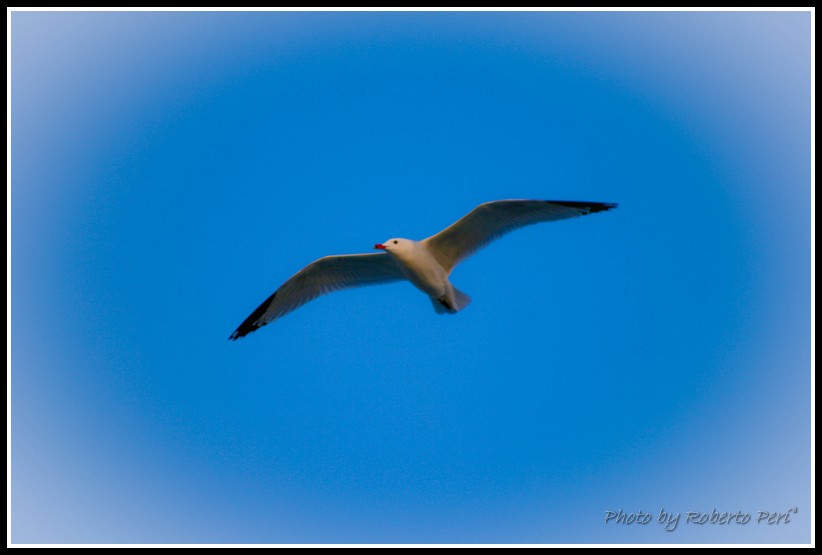 Vola solo chi osa farlo