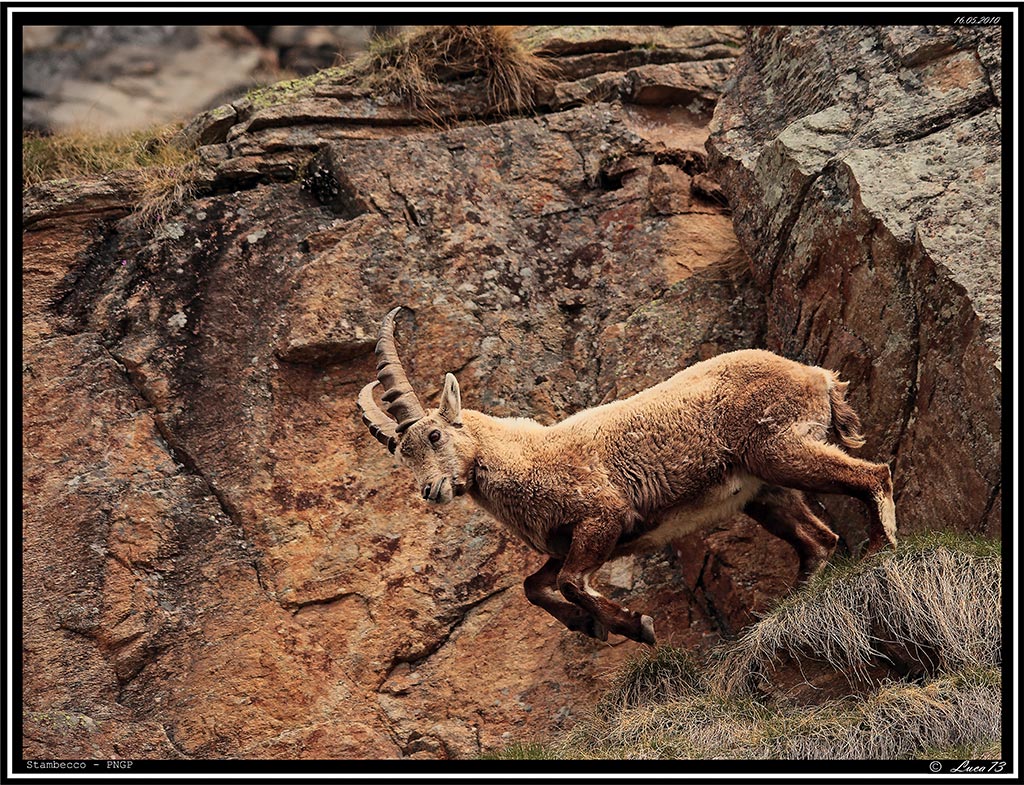 Stambecco PNPG # 16 - Giovane