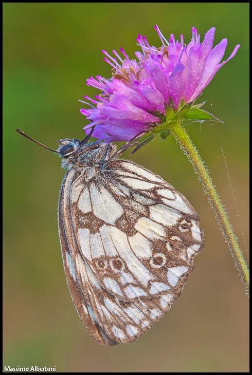 Melanargia galathea 2010