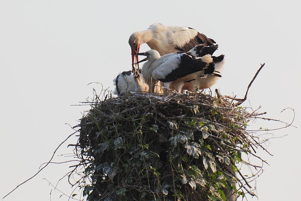 A cena con le cicogne